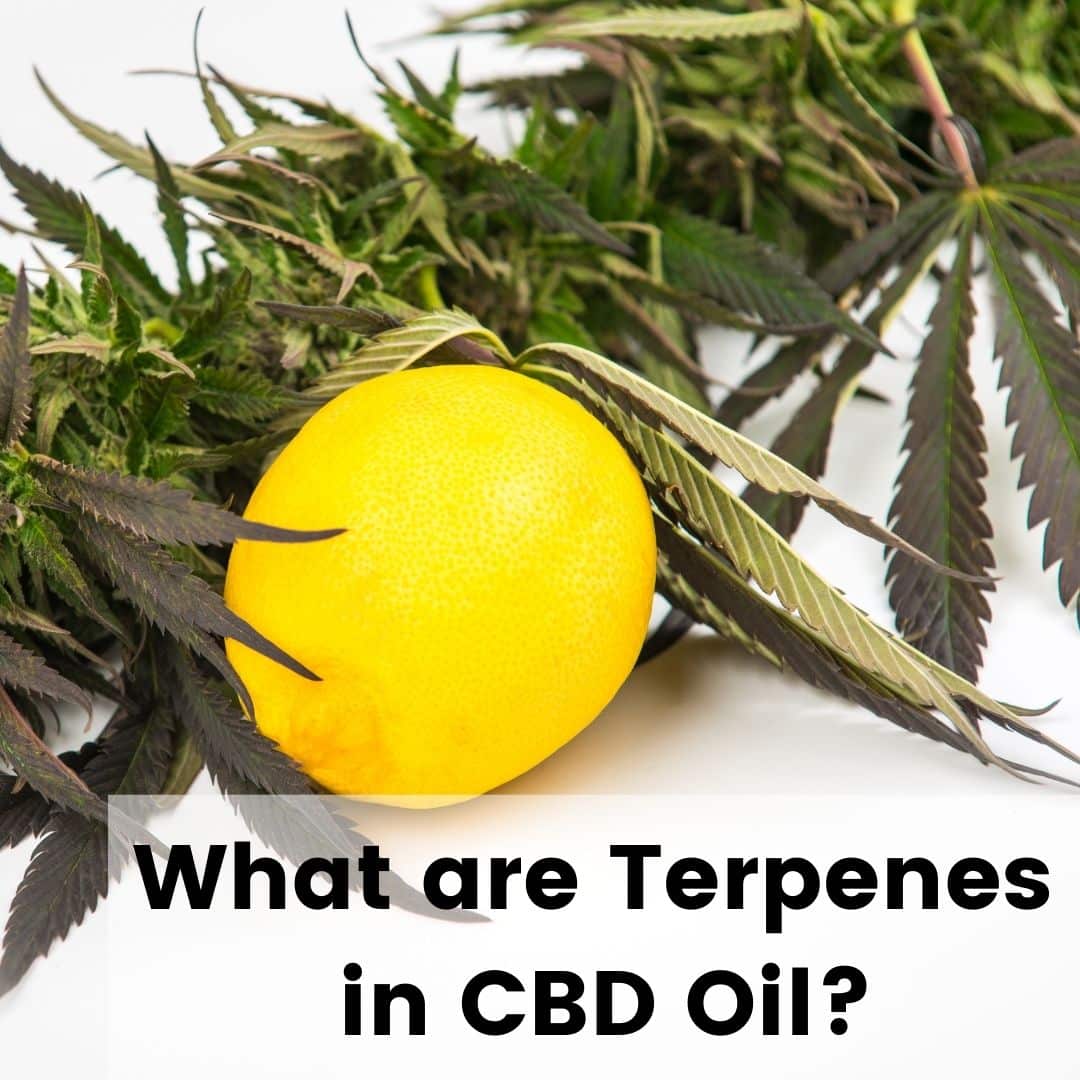 What are Terpenes in CBD Oil?