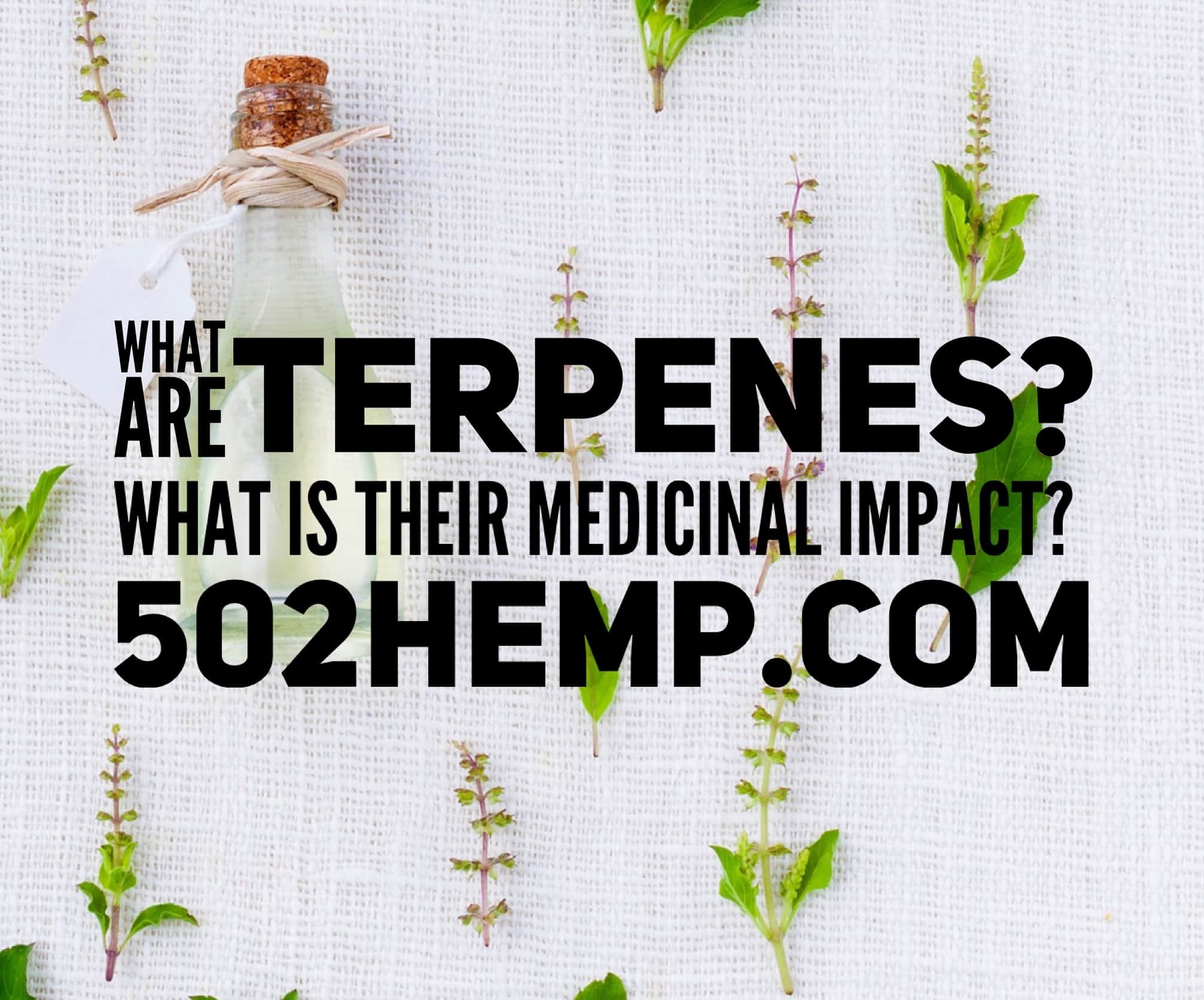 What are Terpenes and What is Their Medicinal Impact