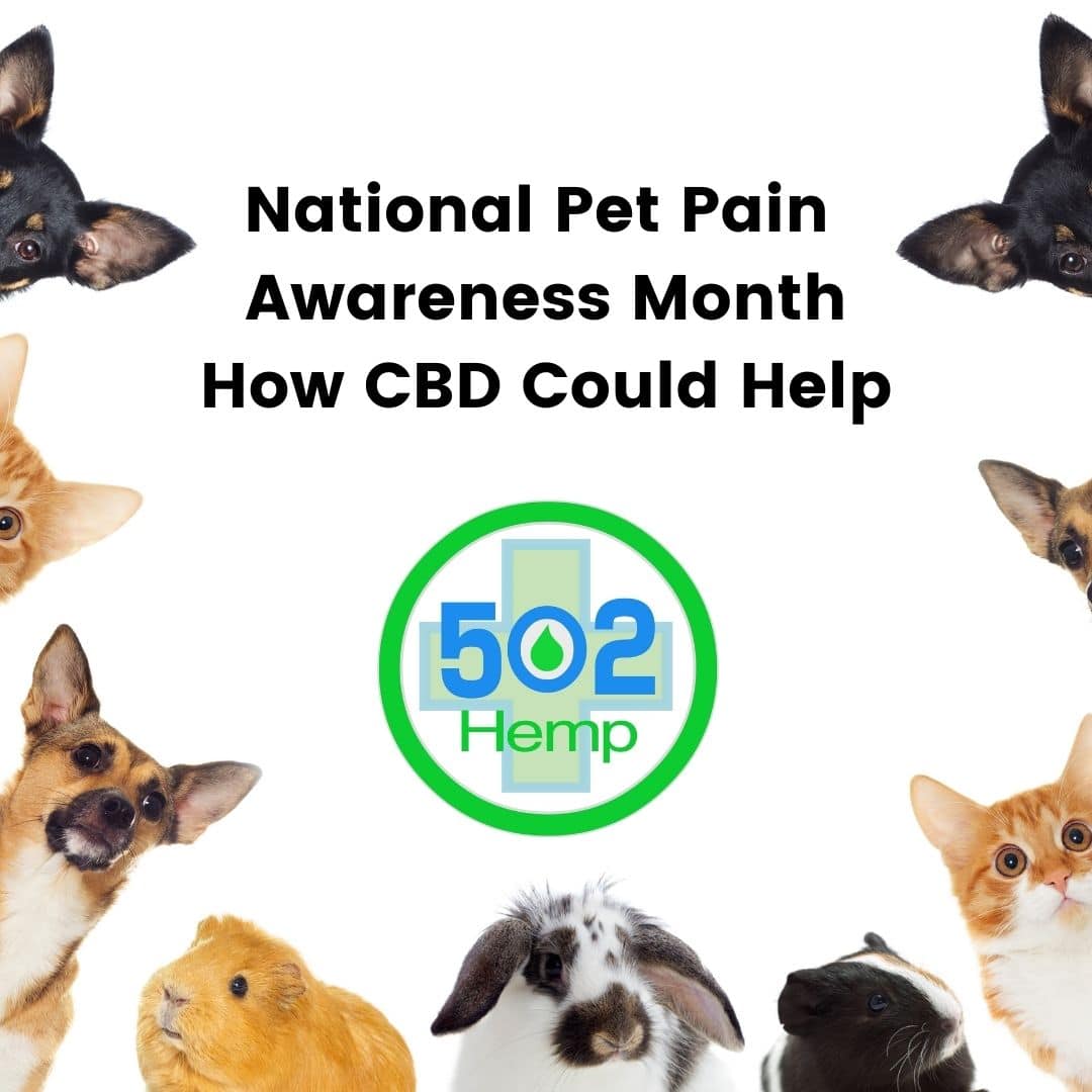 National Pet Pain Awareness Month: How CBD Could Help