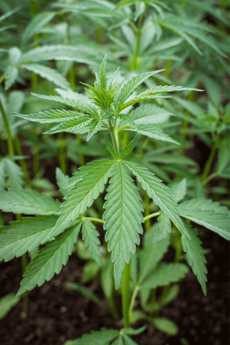 Hemp History Facts