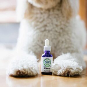 CBD for Pets
