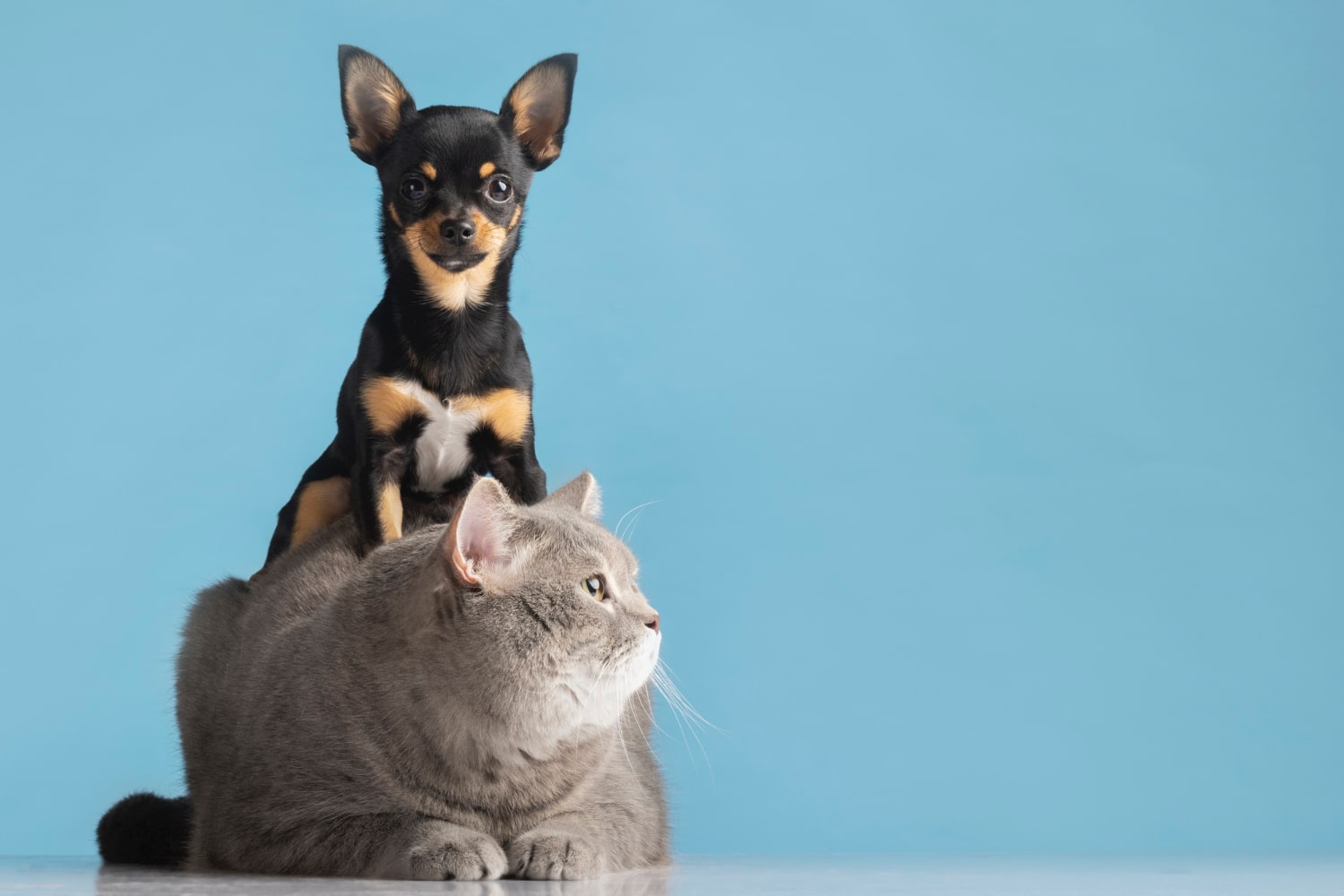 Celebrate National Pet Day with CBD for Your Furry Friend