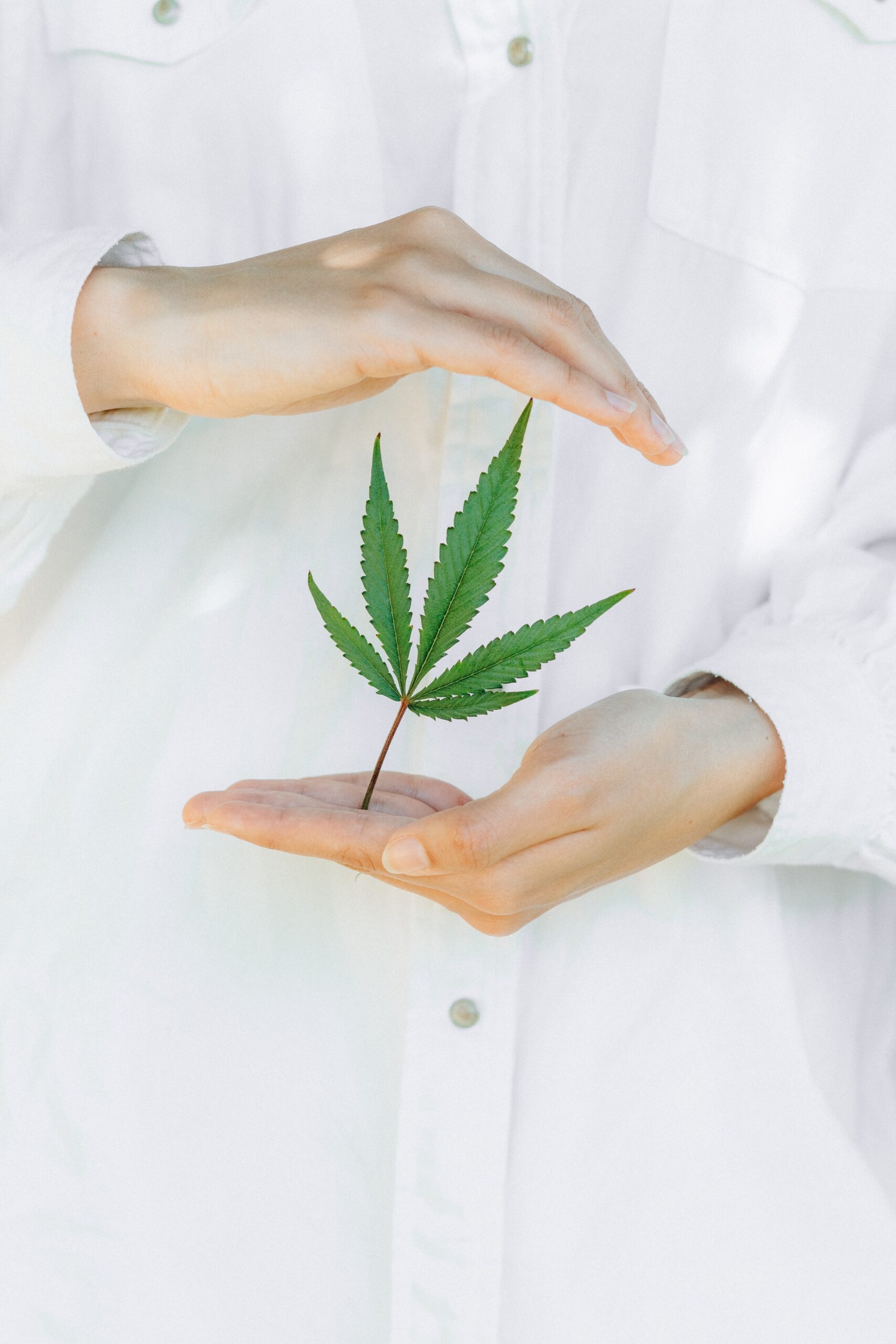 A Potential Cannabis Alternative in Kentucky