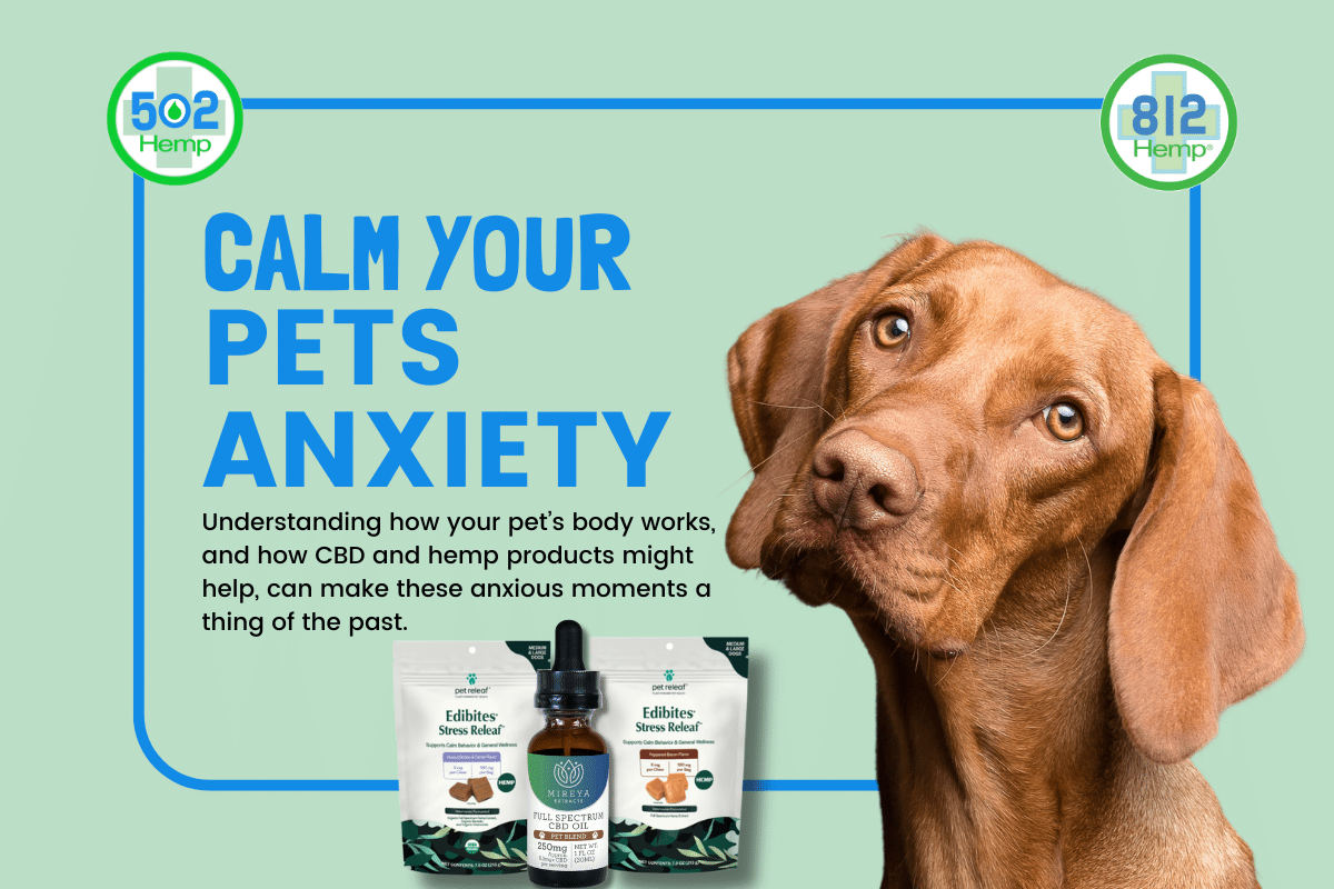 How to Help Your Pet Stay Calm During Thunderstorms and Fireworks