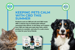 Keeping Pets Calm with CBD This Summer